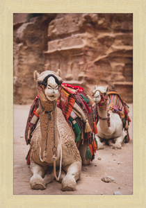 Bedouin Camels