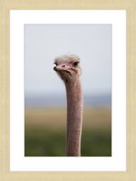 Load image into Gallery viewer, O is for Ostrich
