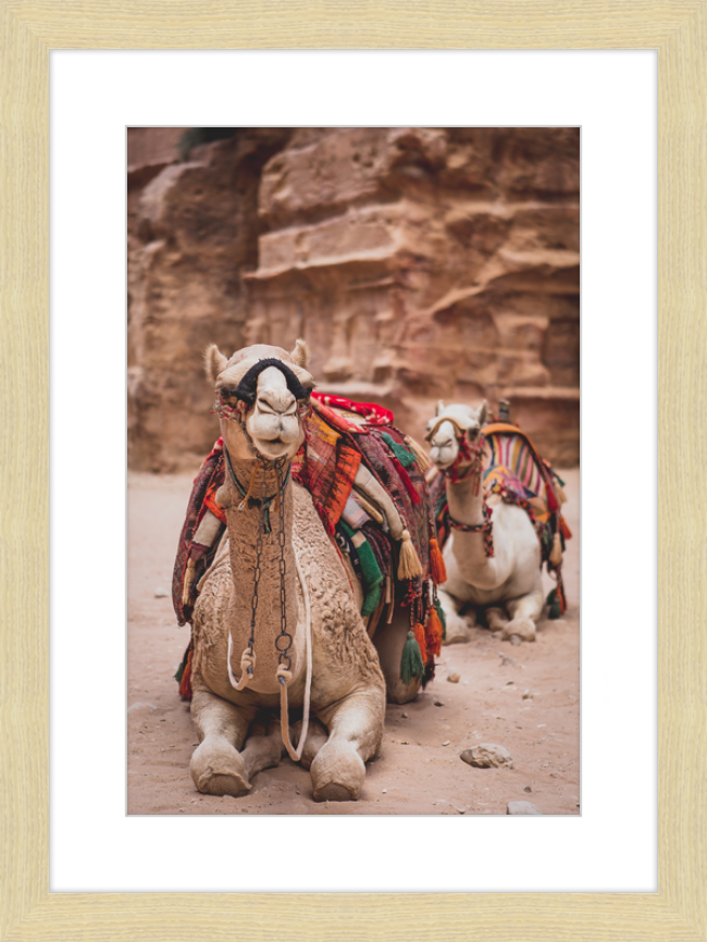 Bedouin Camels