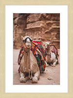 Load image into Gallery viewer, Bedouin Camels
