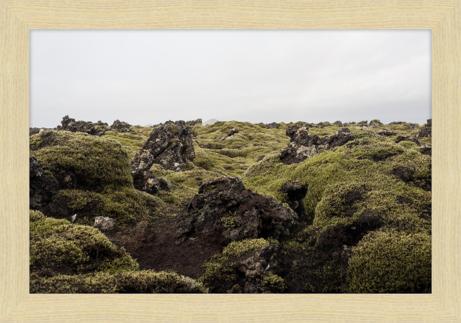 Lava Rock and Moss - II