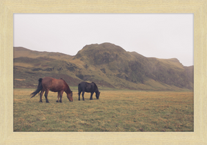 Icelandic Grazers