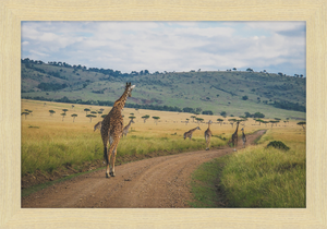 Masai Mara Rush Hour