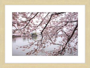 Spring at the Jefferson Memorial