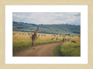 Masai Mara Rush Hour