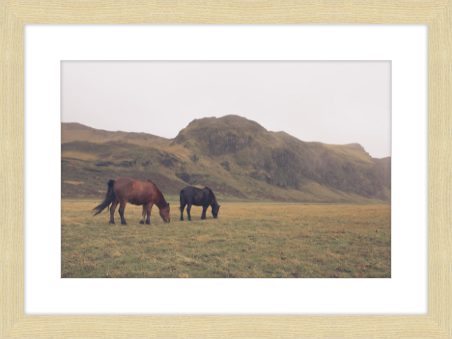 Icelandic Grazers