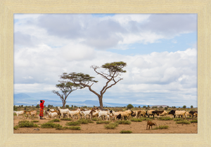 Masai Goat Herder