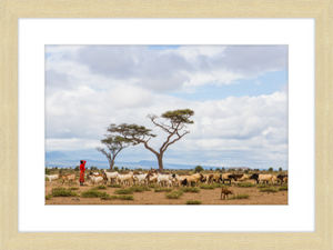 Masai Goat Herder