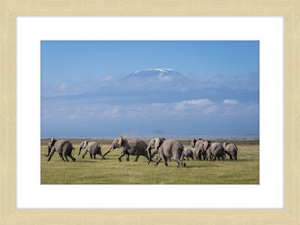 The Elephants of Mt. Kilimanjaro - II