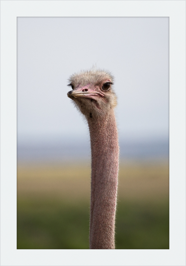 O is for Ostrich