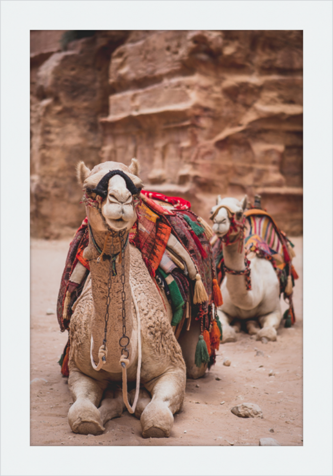 Bedouin Camels