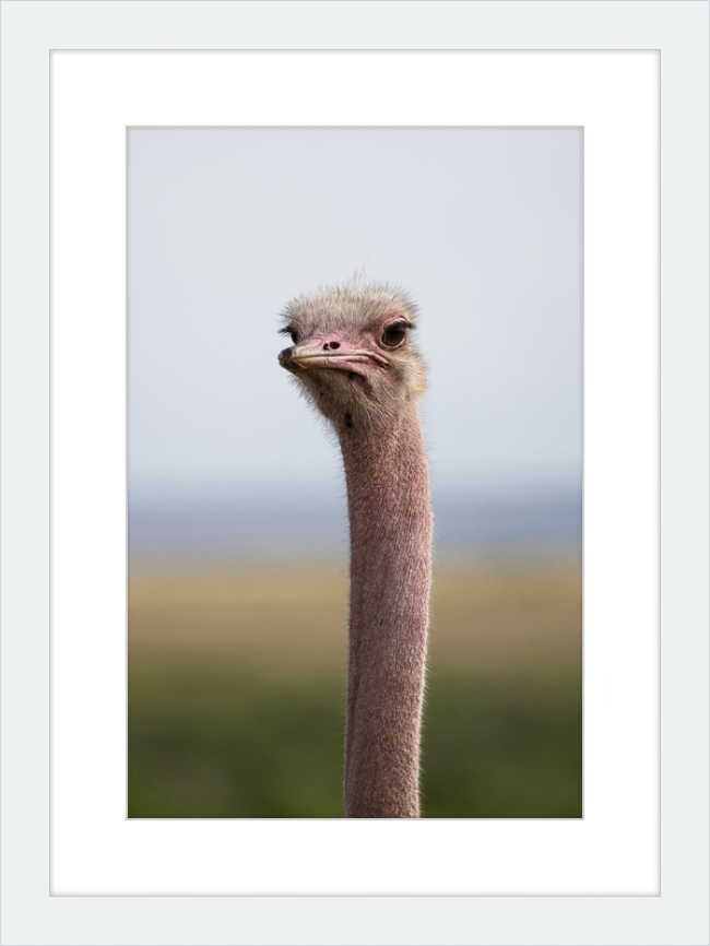 O is for Ostrich