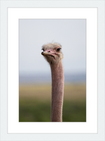 Load image into Gallery viewer, O is for Ostrich
