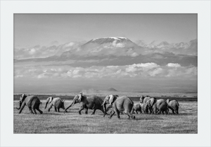 The Elephants of Mt. Kilimanjaro - I