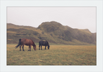 Load image into Gallery viewer, Icelandic Grazers
