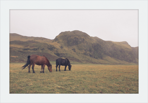 Icelandic Grazers