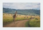 Load image into Gallery viewer, Masai Mara Rush Hour
