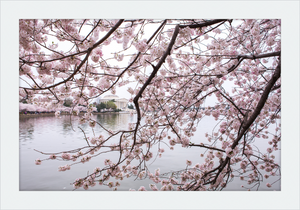 Spring at the Jefferson Memorial