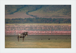 Load image into Gallery viewer, A Sea of Flamingos
