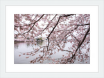 Load image into Gallery viewer, Spring at the Jefferson Memorial
