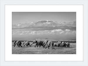 The Elephants of Mt. Kilimanjaro - I