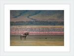 Load image into Gallery viewer, A Sea of Flamingos
