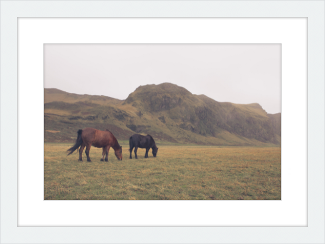 Icelandic Grazers