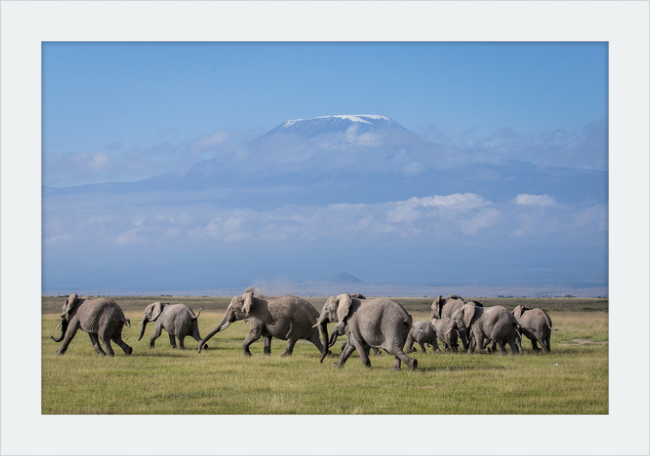 The Elephants of Mt. Kilimanjaro - II