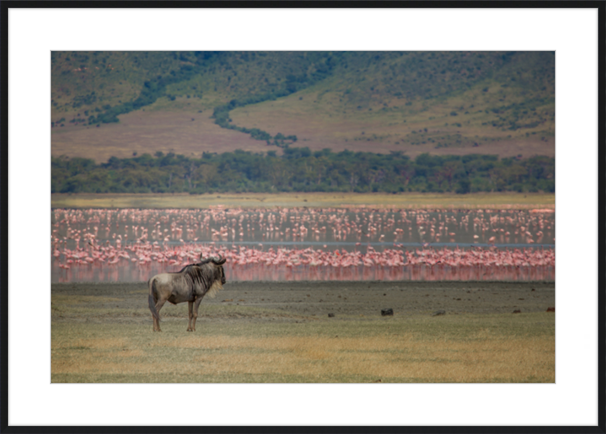 A Sea of Flamingos